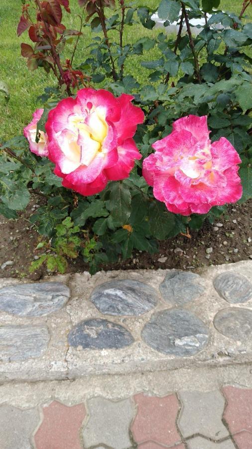 Pensiunea Casa Nina Cîrţişoara Bagian luar foto
